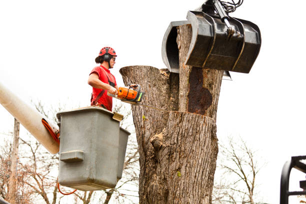 Best Palm Tree Trimming  in Tomball, TX
