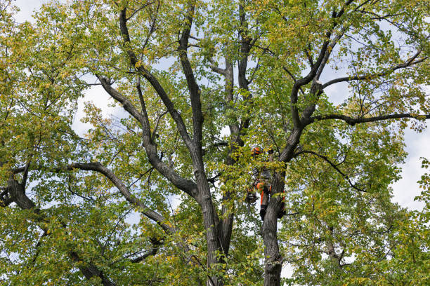  Tomball, TX Tree Care Pros